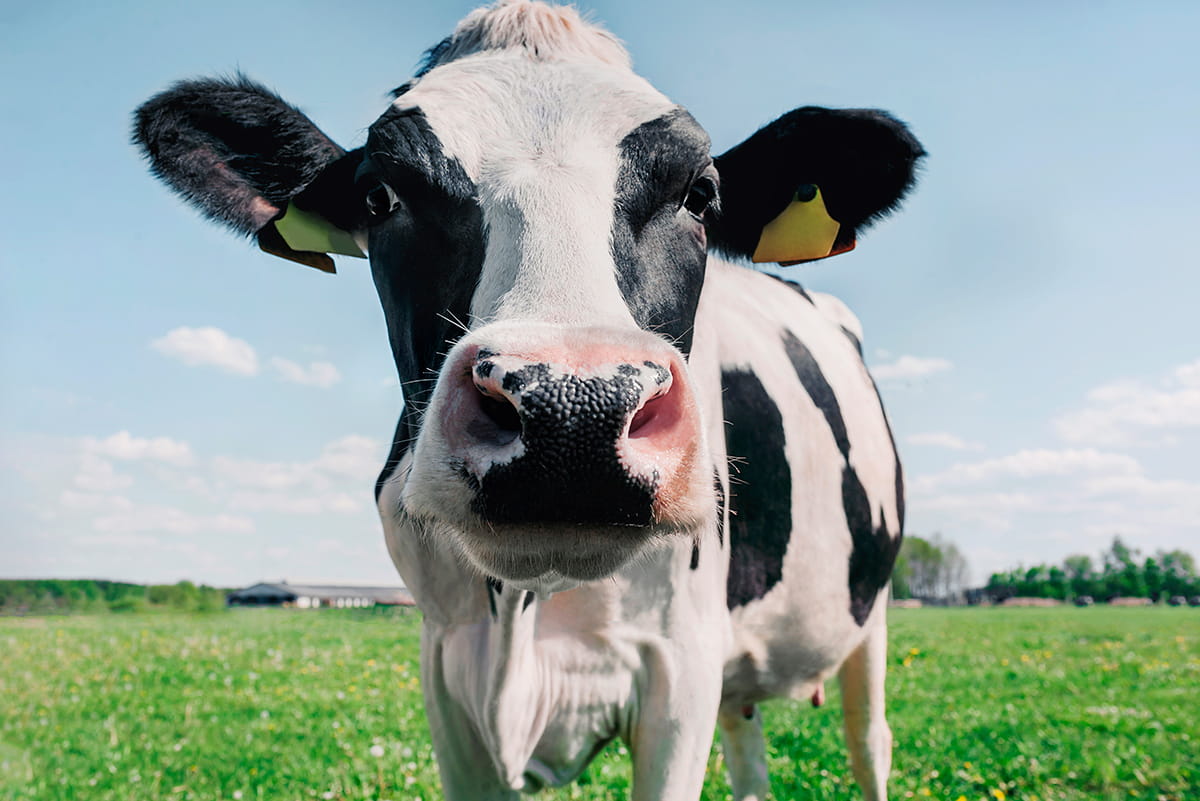 La leche es un alimento natural con un perfil nutricional completo